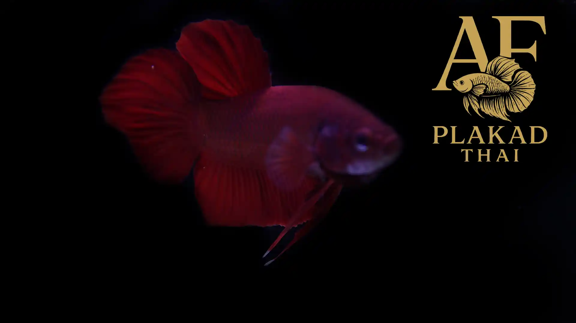 AF Plakad Thai Super Red Thai Pot Betta – Round Head, Compact Body, Contest Ready Male Betta